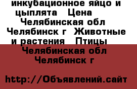 инкубационное яйцо и цыплята › Цена ­ 20 - Челябинская обл., Челябинск г. Животные и растения » Птицы   . Челябинская обл.,Челябинск г.